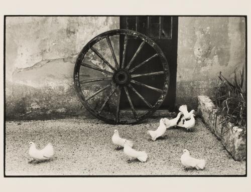 Untitled (Pigeons and Wagon Wheel)