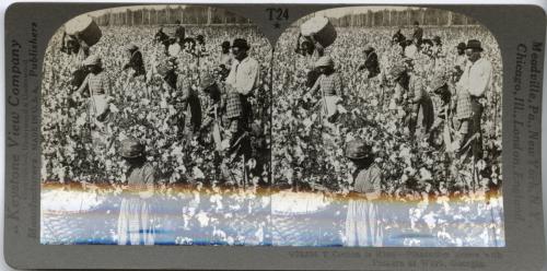Cotton is King -- Plantation Scene, Georgia