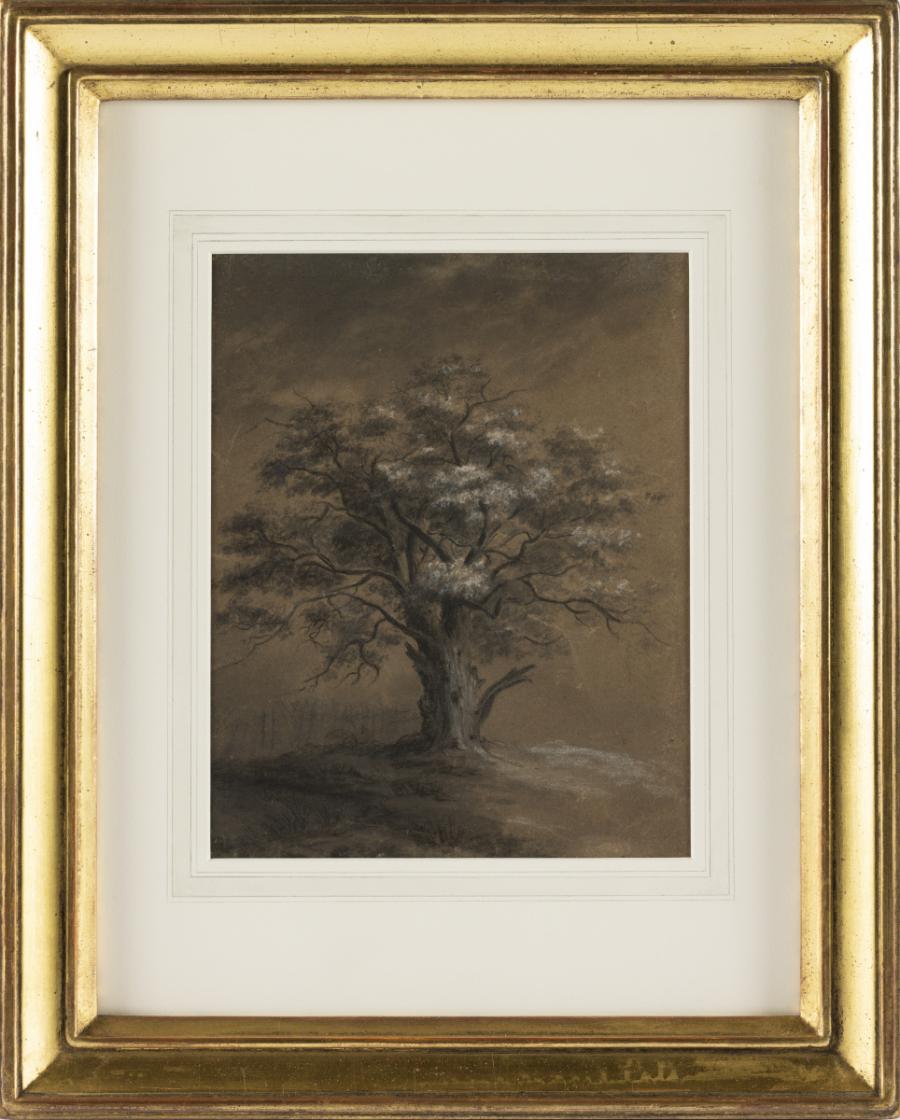 Study of an Old Tree