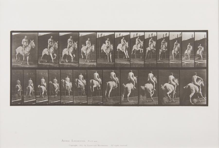 Animal Locomotion, Plate 646