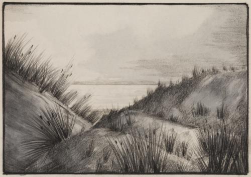 Marram Grass on Sand Dunes